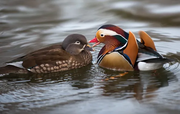 Water, love, birds, nature, pond, duck, pair, lovers