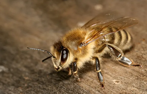 Picture eyes, macro, bee, wings, legs, insect, antennae