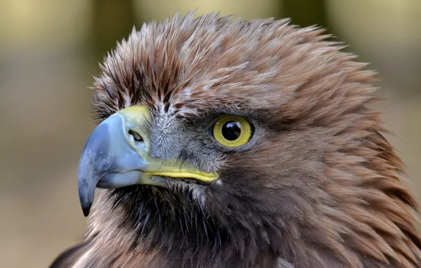 Eyes, bird, predator, beak, eagle, tail