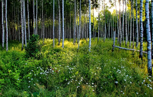 Greens, forest, summer, grass, the sun, trees, flowers, chamomile