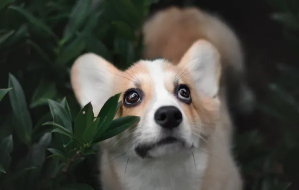 Look, leaves, nature, pose, portrait, dog, branch, puppy