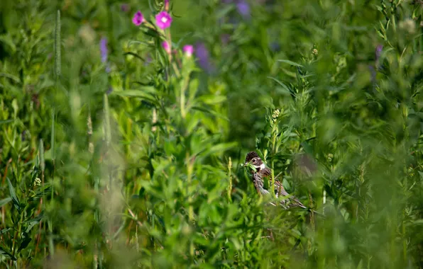 Blurred background, Reed Bunting, Dmitry Chudinin