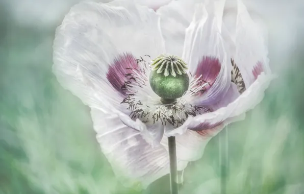 White, flower, macro, Mac, treatment, petals, stamens, pistil