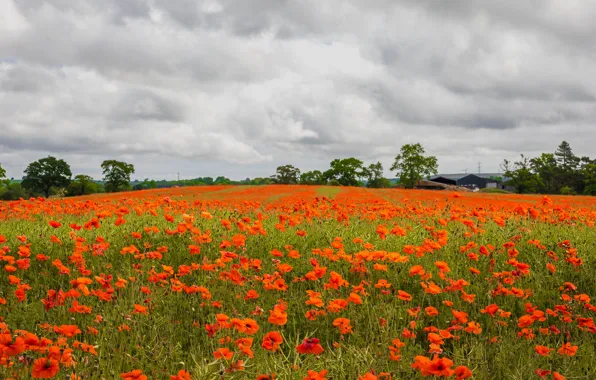 Field, summer, clouds, flowers, Maki, red, house, province