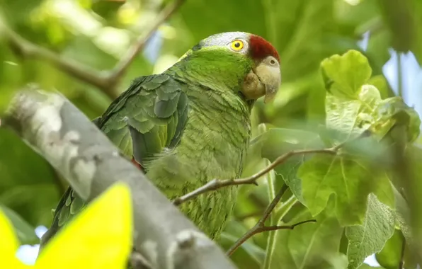 Picture bird, parrot, Selenodesy Amazon