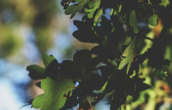 Summer, leaves, green
