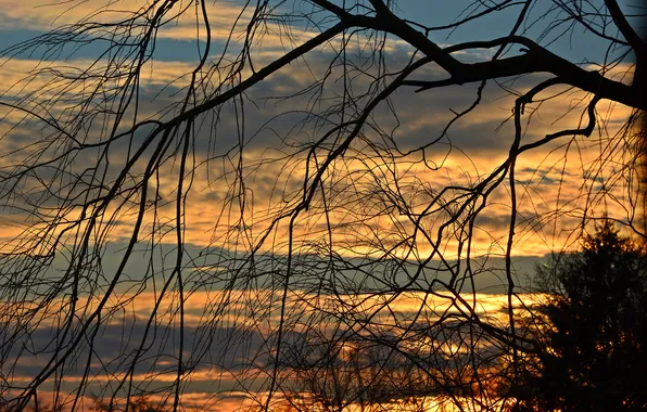 The sky, clouds, sunset, tree, branch, silhouette