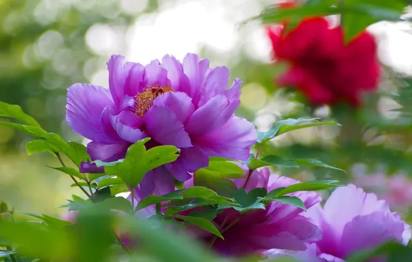 Picture leaves, glare, lilac, peonies