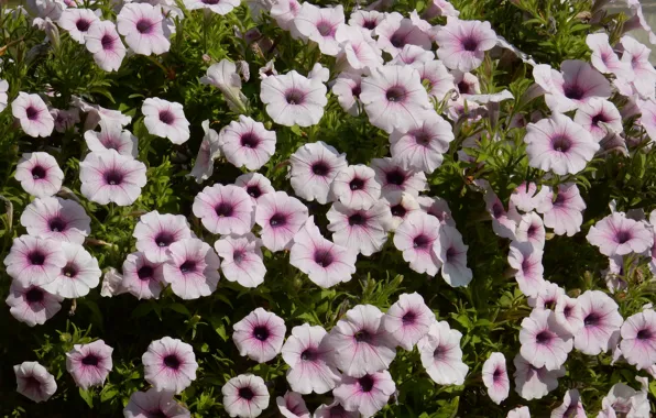 Flower, grass, flowers, widescreen, Wallpaper, wallpaper, widescreen, background