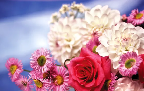 Flowers, rose, chrysanthemum