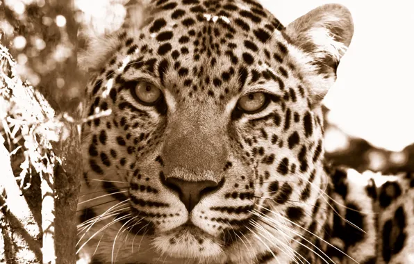 Face, wild cats, leopards, muzzle predators