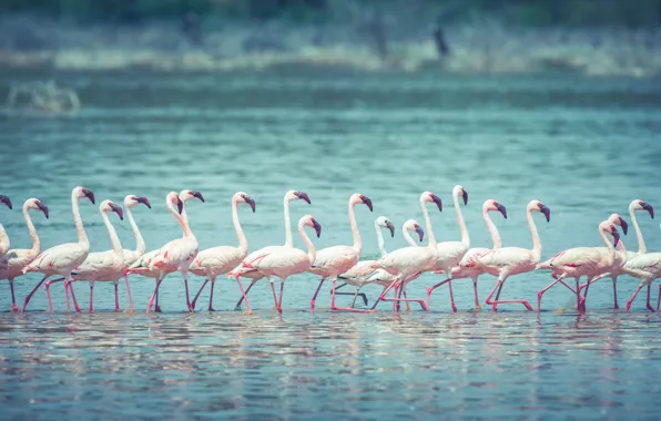 Picture lake, Flamingos, wildlife, marching