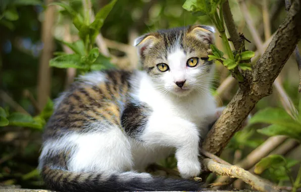 Look, leaves, light, branches, pose, kitty, fold, muzzle