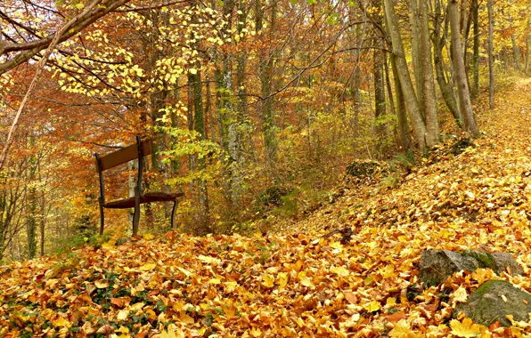 Autumn, forest, bench, foliage
