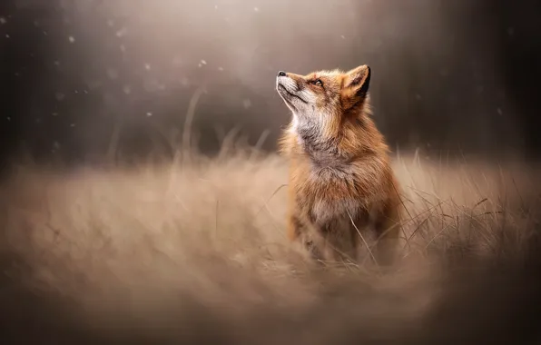 Grass, blur, Fox, red
