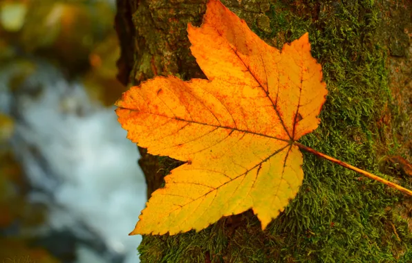 Picture Leaf, Tree, Autumn, Fall, Tree, Autumn, Leave