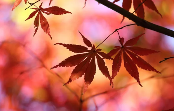 Picture leaves, macro, trees, red, background, tree, Wallpaper, blur