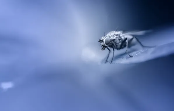 Macro, fly, background
