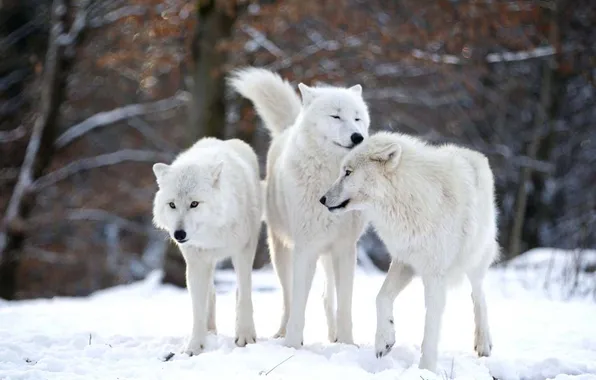 Nature, face, animal, wolf, wildlife, head, fur, mammal