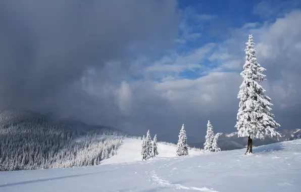 Picture winter, forest, the sky, clouds, snow, trees, landscape, mountains
