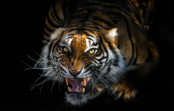 Picture face, tiger, black background