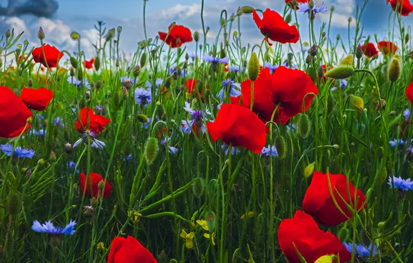 Summer, the sky, clouds, flowers, blue, stems, Maki, meadow
