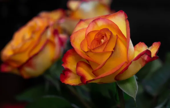 Picture flowers, orange, the dark background, roses