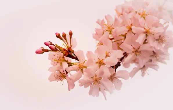 Picture flowers, branches, spring, Sakura, light background, flowering, pale pink