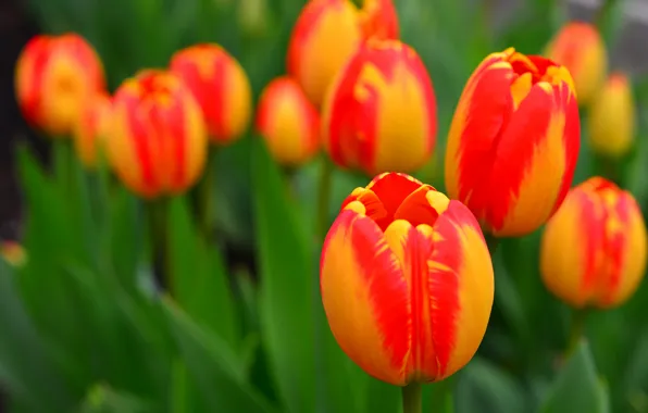 Leaves, petals, garden, meadow, tulips