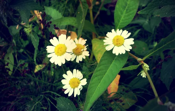 Greens, macro, chamomile