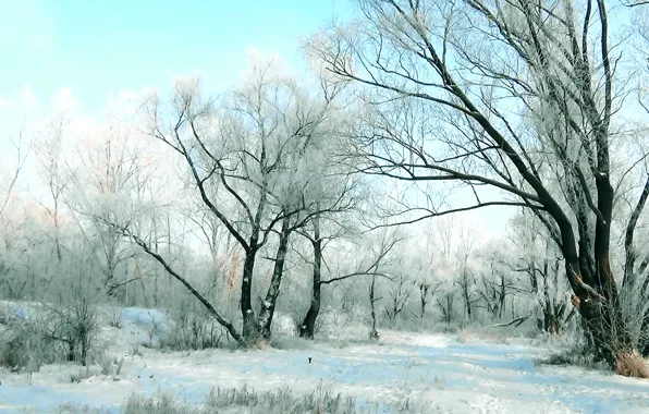 Picture winter, frost, forest, landscape, nature, background, shore, cover