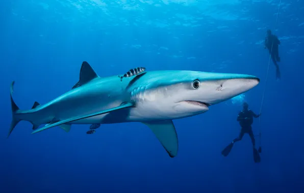 Sea, animals, water, light, fish, fish, people, the ocean
