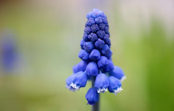 Flowers, mflower, weirdfish2