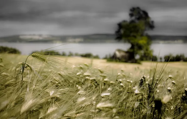 Field, summer, nature, ears