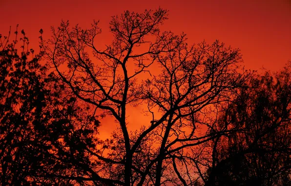 Picture the sky, trees, branches, silhouette, glow