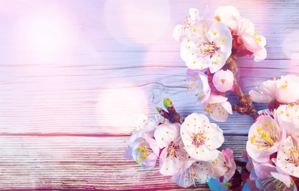 Branches, cherry, glare, spring, gently, trees, blooming, bokeh