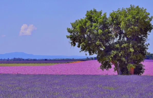 Field, flowers, mountains, tree, France, lavender, plantation, Provence