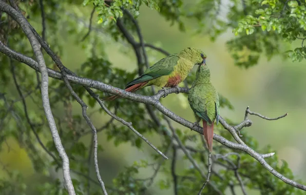Birds, branches, kiss, parrots, a couple, Emerald parrot