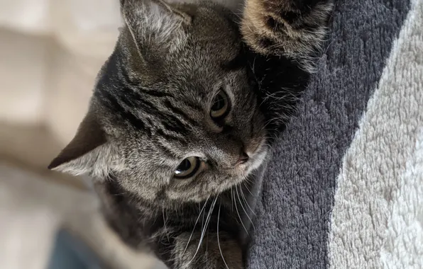 Cat, animals, Pets