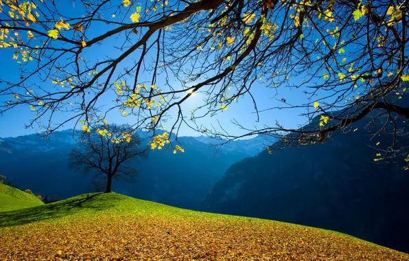 Picture the sky, the sun, trees, mountains, foliage, Autumn
