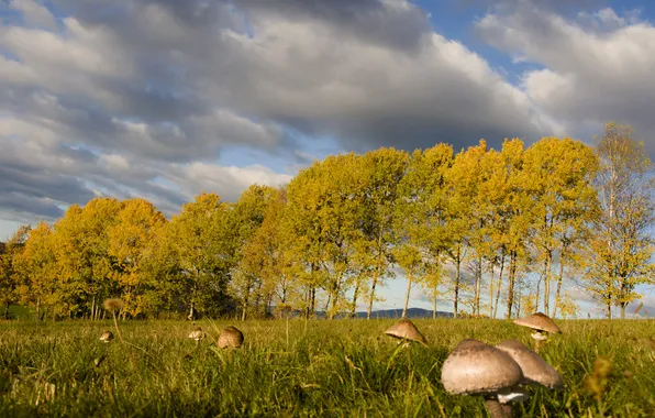 Field, autumn, forest, clouds, mushrooms