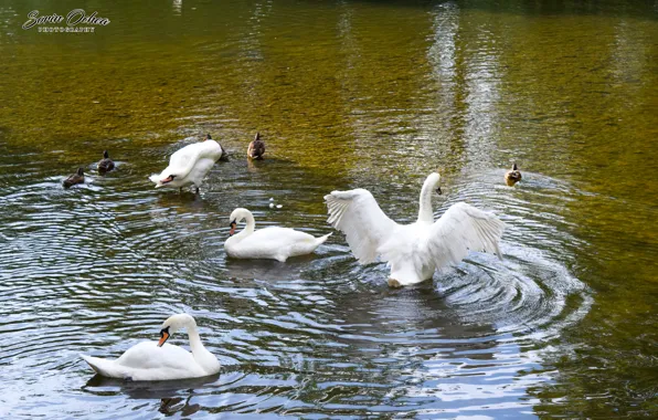 Nature, Birds, Water, Lake, Swan, Animals, Sorin Ochea Photohraphy, Lebada