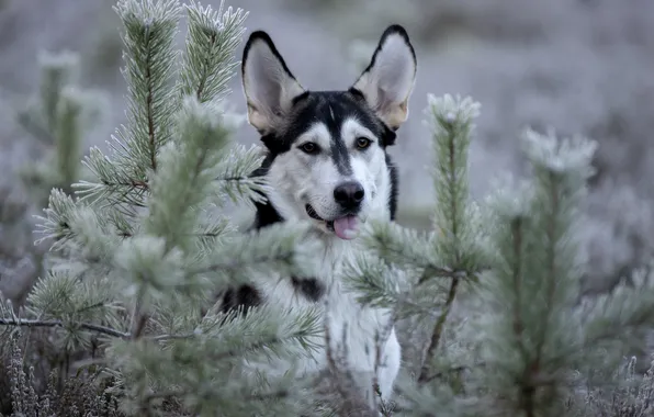 Picture language, face, dog, pine, ears, Svetlana Pisareva