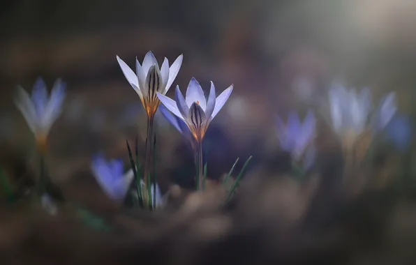 Wallpaper tenderness, flowers, crocuses, lilac, glade, bokeh, blurred background, spring