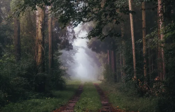 Picture road, forest, branches, fog, foliage, morning, trunk, the bushes