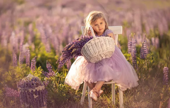 Picture field, summer, flowers, nature, basket, bouquet, cell, chair