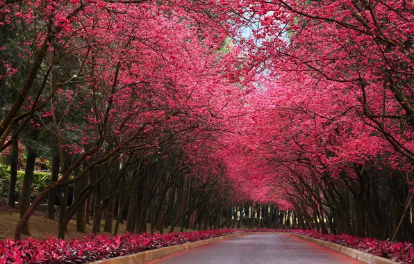 Road, trees, Park, Sakura, alley, blooming