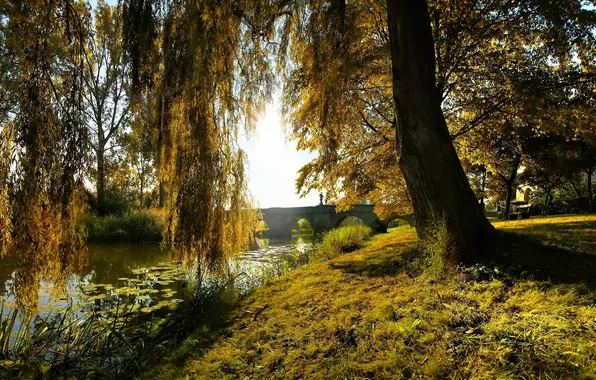 FOREST, TREE, GRASS, TRUNK, GREENS, LILY, RIVER, SHORE