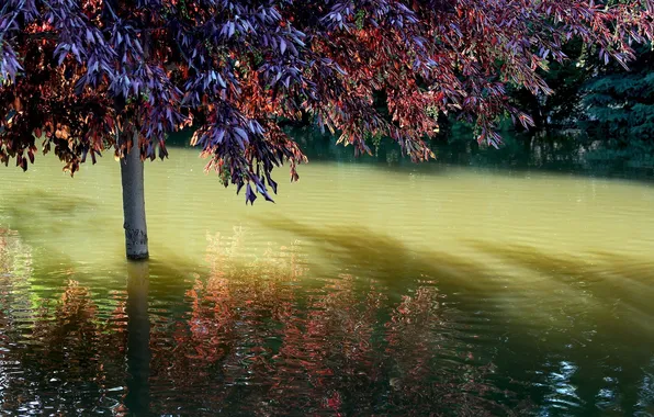 TREE, WATER, LEAVES, REFLECTION, POND, BRANCHES, SHADOW, CIRCLES