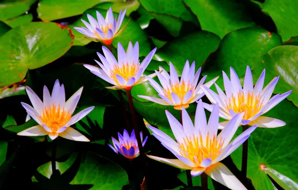 Picture flowers, orange, pond, lilac, water lilies, list